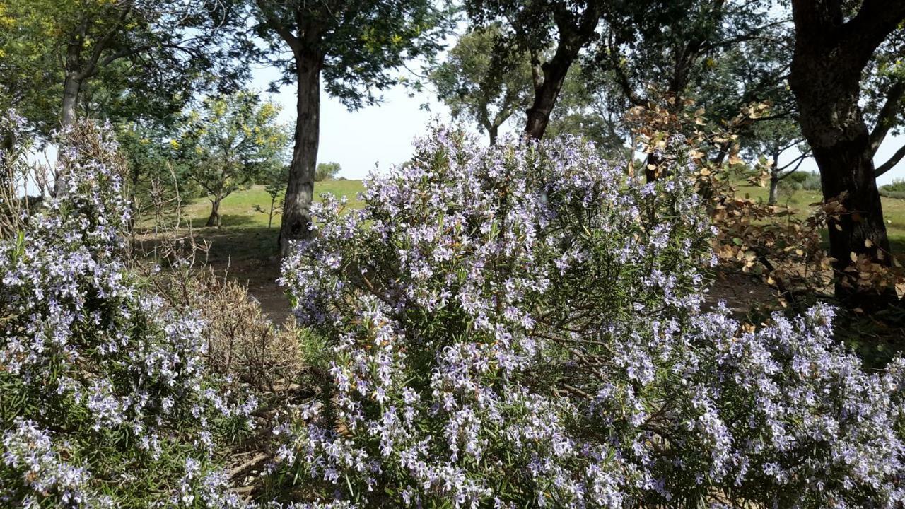 Montauriol  La Pantoufle Verte מראה חיצוני תמונה